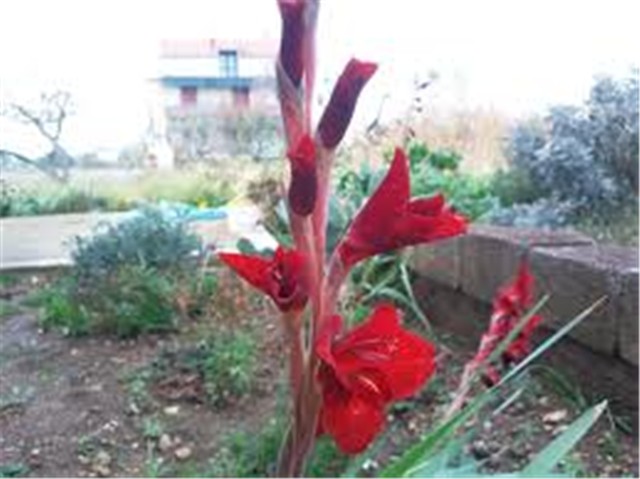 ZIMSKE GLADIOLE